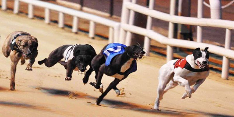 Bảng so sánh các loại hình cược đua chó tại 99WIN